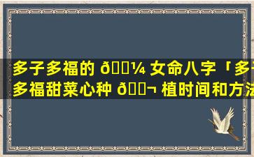 多子多福的 🐼 女命八字「多子多福甜菜心种 🐬 植时间和方法」